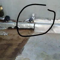 کفتر ماده گمشده