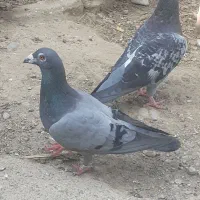 سارآلمانی