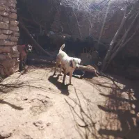سگ گله|سگ|نیشابور, شهرک فیروزه|دیوار