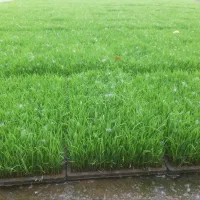 توم هاشمی
