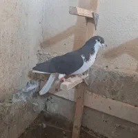 شهری|پرنده|شیراز, شهرک مهدی‌آباد|دیوار