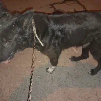 سگ گرگی|سگ|دزفول, |دیوار