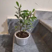 گل قاشقی وسانسوریا|گل و گیاه طبیعی|قزوین, |دیوار