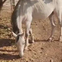 اسب مادیون سه سال