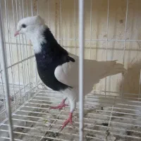 جوانه طوقی ۳تا