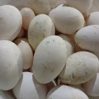 تخم مرغ.تخم غاز نطفه دار