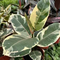 کار در گلفروشی