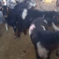 فروش تعدادی کهره نر|حیوانات مزرعه|نیر (یزد), |دیوار