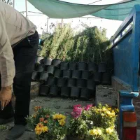 موسسه تولید به مصرف(گل)|خدمات باغبانی و درختکاری|رفسنجان, |دیوار