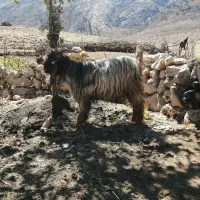 روغن حیوانی ارگانیک فقط بز