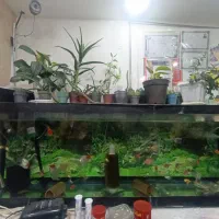 آکواریوم بزرگ و زیبا