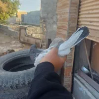 کبوتر کاشانی تیدی|پرنده|مسجد سلیمان, |دیوار