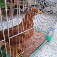 یک عدد مرغ و یک عدد خروس محلی|حیوانات مزرعه|محمدیه-قزوین, |دیوار