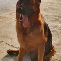 ژرمن ماده شولاین