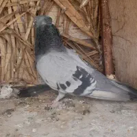 سبز و زاغ|پرنده|بم, |دیوار
