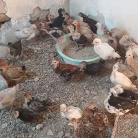 جوجه محلی با نژادهای مختلف