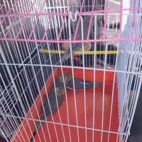 عروس هلندی ماده به همراه سه عدد جوجه