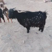 تروشک