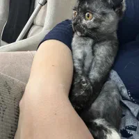 بچه گربه اسکانیش بریتیش فروشی|گربه|تبریز, |دیوار