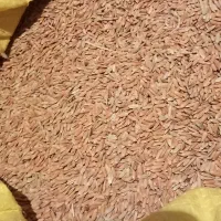 شلتوک امسال