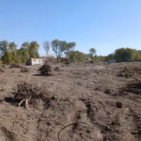 ریشه کنده شده درخت برای آتیش ذغال|عمده‌فروشی|نهاوند, |دیوار