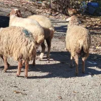 توغلی ماده|حیوانات مزرعه|دره رود, |دیوار