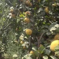 کود مرغ ماده