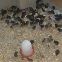 جوجه محلی دوهفته ای