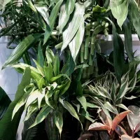 بامبو/بامبو تایلندی/رومیزی/گل آپارتمانی