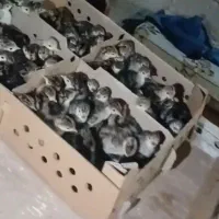 جوجه بوقلمون یک روز و یک ماهه و تخم نطقه دار