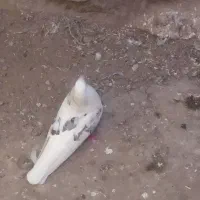 زاغ دم سفید|پرنده|دلیجان, |دیوار