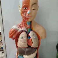 آناتومی|مجسمه، تندیس، ماکت|قیدار, |دیوار