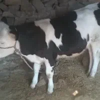 گوساله فروشی|حیوانات مزرعه|بازفت, |دیوار