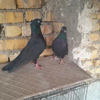 کفتر سیا بهبهانی قهویی دم سفید طوقی