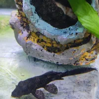 ماهی لجنخوار لجن خوار