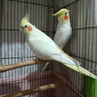 عروس هلندی لوتینو مولد|پرنده|تهران, افسریه جنوبی|دیوار