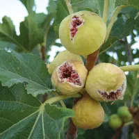 فروش انجیر استهبان گردنه سبز