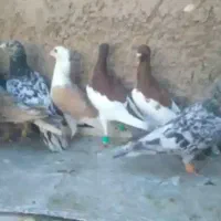 دو دسته حیوم بوم