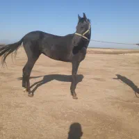 کره اسب ۱۶ ماهه مدارک کامل|اسب و تجهیزات اسب‌سواری|گنبد کاووس, |دیوار