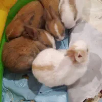 خرگوش   بازیگوش