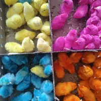 پخش و فروش جوجه محلی 10روزه واکسینه شده|حیوانات مزرعه|رفسنجان, |دیوار