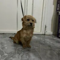 سگ پا کوتاه