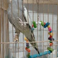 عروس هلندی با قفس|پرنده|تربت جام, شاد|دیوار