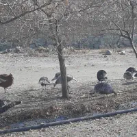 فروش بوقلمون