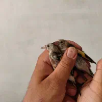 جوجه سهره