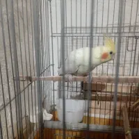 عروس هلندی ماده