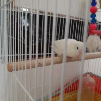 طوطی کوتوله برزیلی سفید