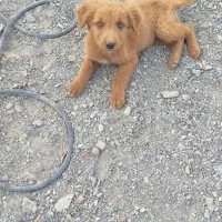 سگ پاکوتاه|سگ|زاهدان, |دیوار