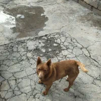 بسیار باهوش|سگ|مهاباد (آذربایجان غربی), |دیوار