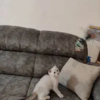 بچه گربه اسکاتیش|گربه|ارومیه, |دیوار